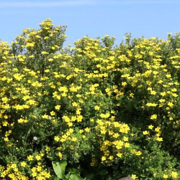 Potentilla fruticosa Goldteppich