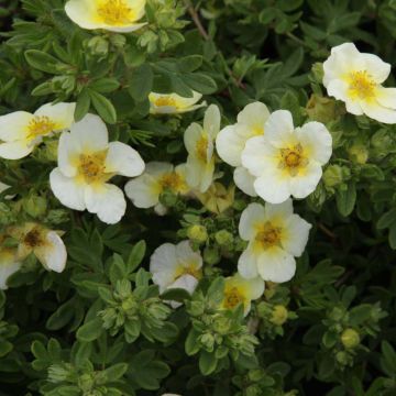 Potentilla fruticosa Limelight