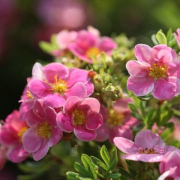 Potentilla fruticosa Pink Paradise