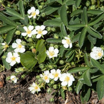 Potentilla tridentata Nuuk