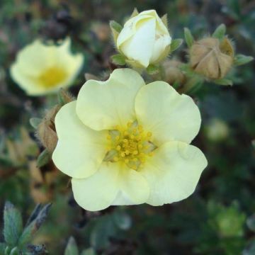 Potentilla fruticosa Primrose Beauty