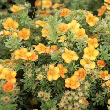 Potentilla fruticosa Mango Tango