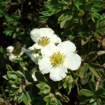 Potentilla fruticosa Tilford Cream