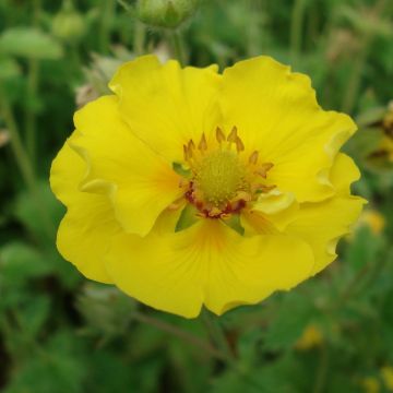 Potentilla Yellow Queen