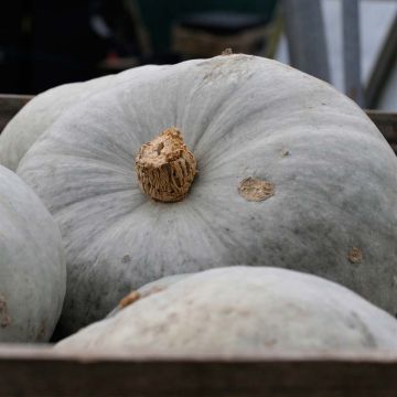 Calabaza Beretta Piancentina