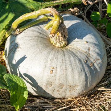 Calabaza Bleu De Hongrie Bio - Ferme de Sainte Marthe