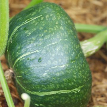 Calabaza Buttercup