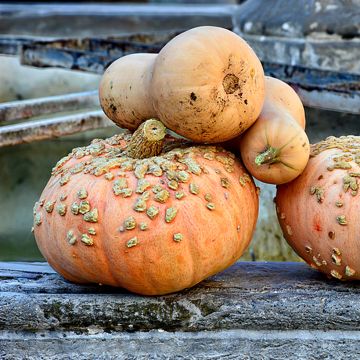 Calabaza Galeuse d'Eysines Bio (semillas)