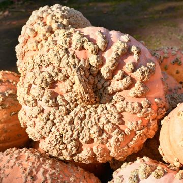 Calabaza Galeuse d'Eysines