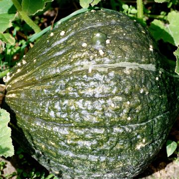 Calabaza Green Hubbard Bio - Ferme de Sainte Marthe