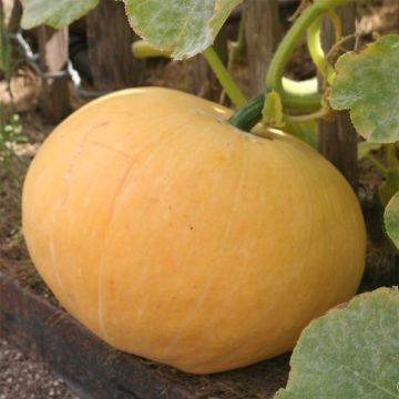 Calabaza Jaune Gros de Paris