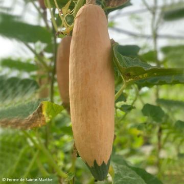 Calabaza North Georgia