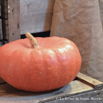 Calabaza Roja d'Etampes Bio - Ferme de Sainte Marthe