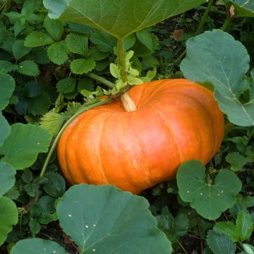 Calabaza Rouge Vif d'Etampes Bio (semillas)