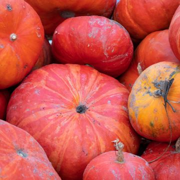 Calabaza Roja d'Etampes