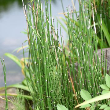 Equisetum hyemale - Cola de caballo de invierno