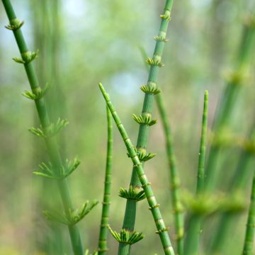 Equisetum fluviatile - Cola de caballo de río