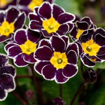 Primula eliator Black Laced