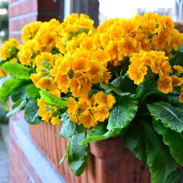 Primula eliator Colibri Aztec Gold