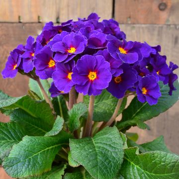 Primula elatior Veristar Late Blue