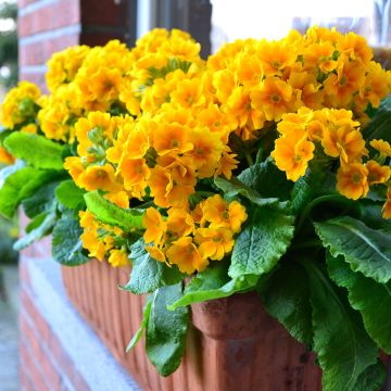 Primula eliator Veristar Yellow Gold