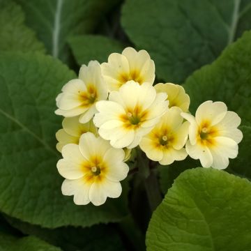 Primula eliator Veristar Yellow