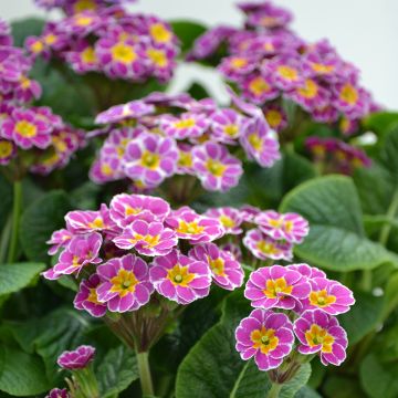 Primula eliator Violet Laced