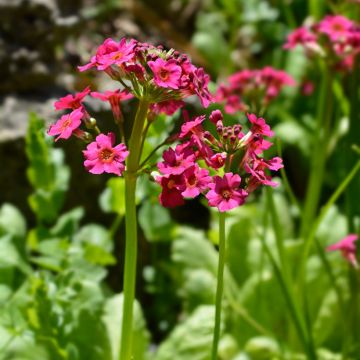 Primula japonica