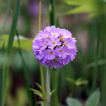 Primula denticulata Prom Lilac