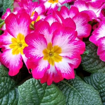 Primula vulgaris Rambo F1 Pink Flame