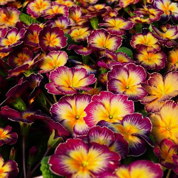 Primula vulgaris Rambo F1 Purple Flame