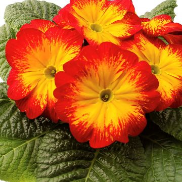 Primula vulgaris Rambo F1 Red Flame