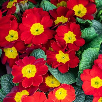 Primula vulgaris Rambo F1 Scarlet