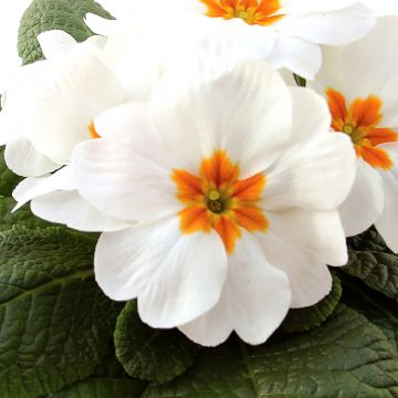 Primula vulgaris Rambo F1 White