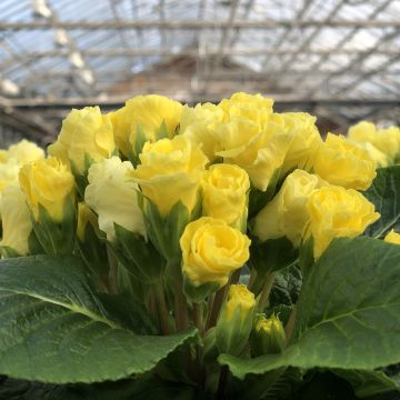 Primula vulgaris Rosebud F1 Light yellow