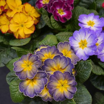 Primula vulgaris F1 Starflame Mix