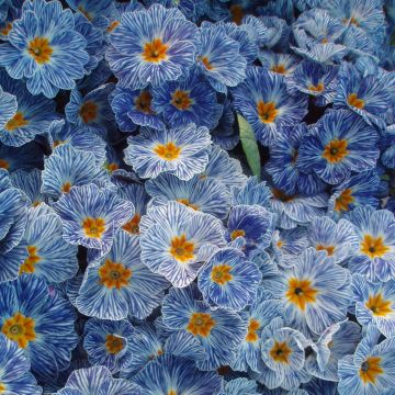 Primula vulgaris Zebra Blue