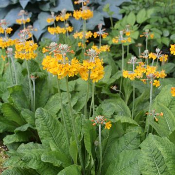 Primula bulleyana