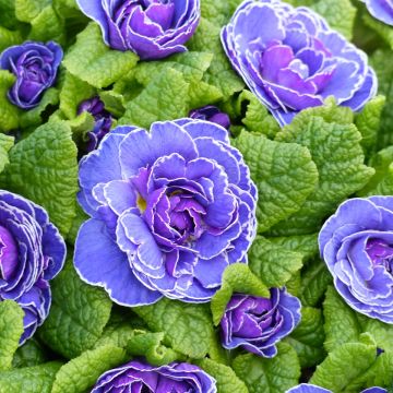 Primula vulgaris Belarina Amethyst Ice