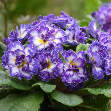 Primula vulgaris Belarina Blue Ripples