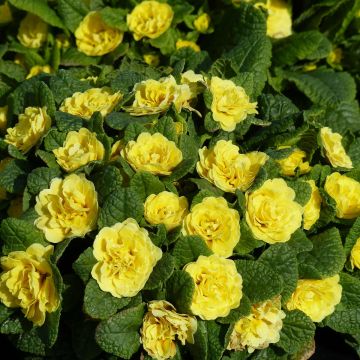 Primula vulgaris Belarina Buttercup Yellow