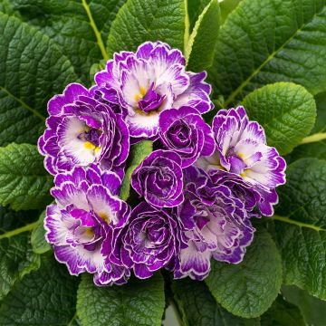 Primula vulgaris Belarina Purple Dawn