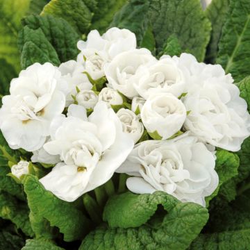 Primula vulgaris Belarina Snow