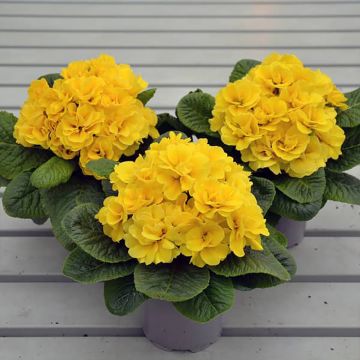 Primula Rubens Yellow F1