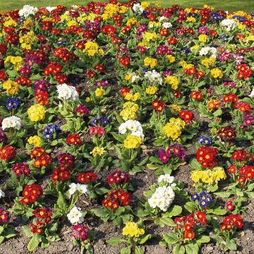 Primula eliator Crescendo Mix