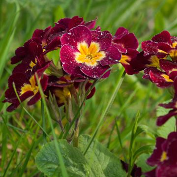 Primula Charlie Wine Red Edge F1