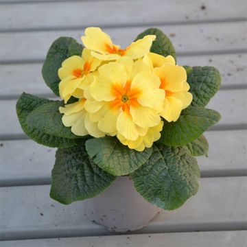 Primula polyanthus Evie Lemon Cream F1