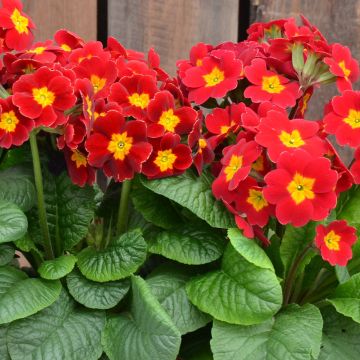 Primula elatior Colibri Red Shades