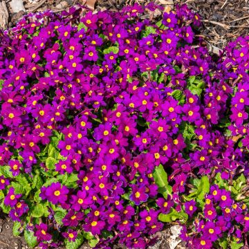 Primula juliae Wanda