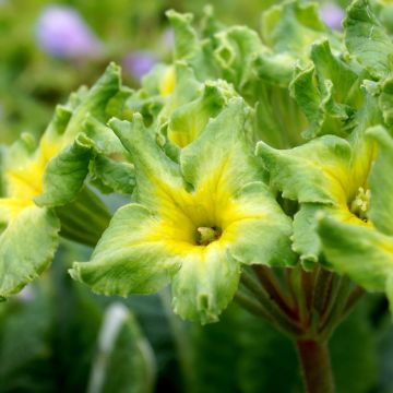 Primula vulgaris Francesca